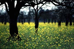 yellow_field